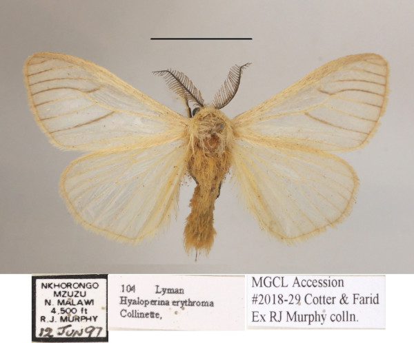 /filer/webapps/moths/media/images/E/erythroma_Hyaloperina_AM_MGCLa_02.JPG