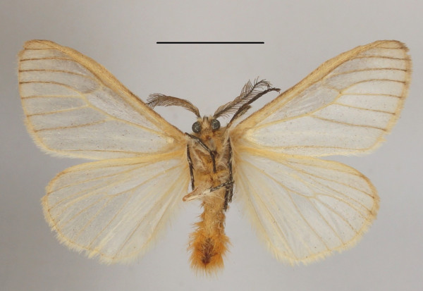 /filer/webapps/moths/media/images/E/erythroma_Hyaloperina_AM_MGCLb_01.JPG
