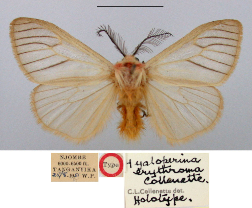 /filer/webapps/moths/media/images/E/erythroma_Hyaloperina_HT_BMNH.jpg