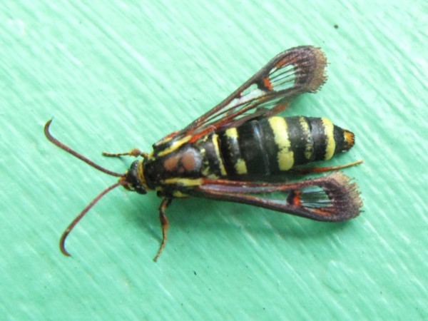 /filer/webapps/moths/media/images/E/erythromma_Lepidopoda_A_Hancock.JPG