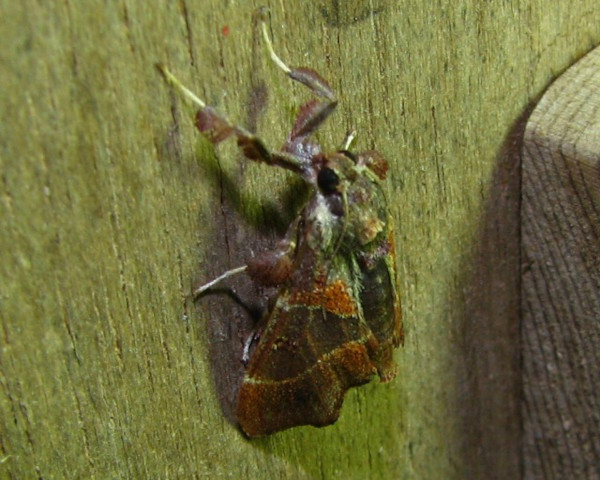 /filer/webapps/moths/media/images/E/erythropis_Sacada_A_Goff_03.jpg