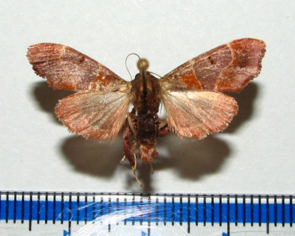 /filer/webapps/moths/media/images/E/erythropis_Sacada_A_Goffa_01.jpg