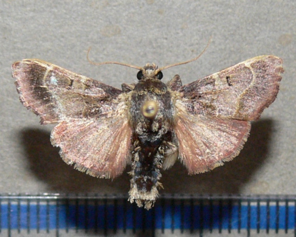 /filer/webapps/moths/media/images/E/erythropis_Sacada_A_Goffa_02.jpg