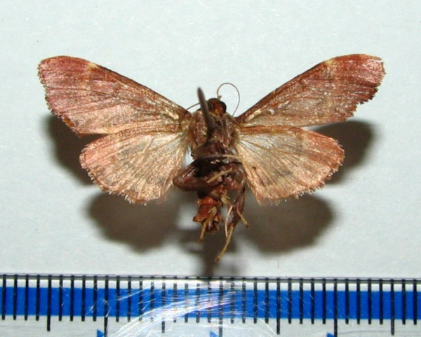 /filer/webapps/moths/media/images/E/erythropis_Sacada_A_Goffb_01.jpg