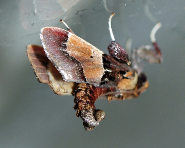 /filer/webapps/moths/media/images/E/erythropis_Sacada_A_Voaden_01.jpg
