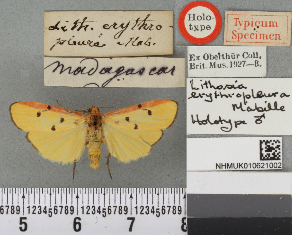 /filer/webapps/moths/media/images/E/erythropleura_Lithosia_HT_BMNHa.jpg