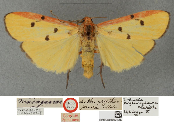 /filer/webapps/moths/media/images/E/erythropleura_Lithosia_HT_NHMUKa.jpg