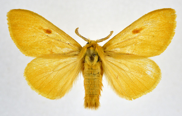 /filer/webapps/moths/media/images/E/erythropoecila_Euproctis_AF_NHMO.jpg
