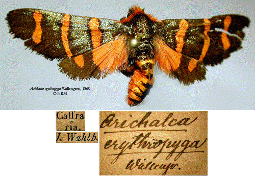 /filer/webapps/moths/media/images/E/erythropyga_Arichalca_HT_SNHMa.jpg