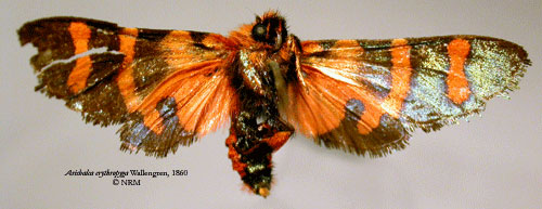 /filer/webapps/moths/media/images/E/erythropyga_Arichalca_HT_SNHMb.jpg
