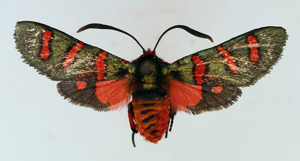 /filer/webapps/moths/media/images/E/erythropyga_Arniocera_AF_TMSA_02.jpg