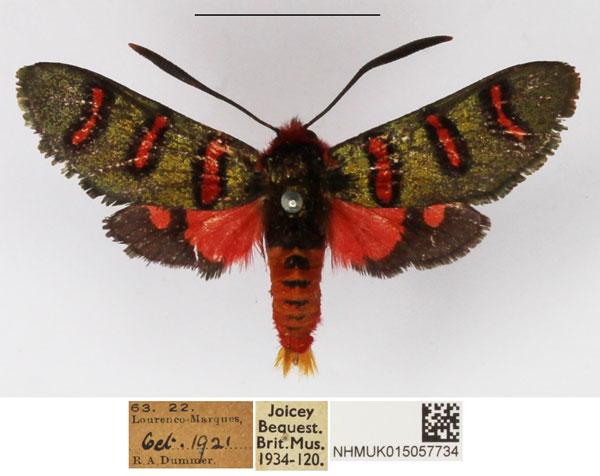 /filer/webapps/moths/media/images/E/erythropyga_Arniocera_AM_NHMUK.jpg