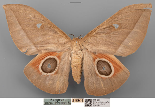 /filer/webapps/moths/media/images/E/erythrotes_Bunaea_STF_MfN_02a.jpg