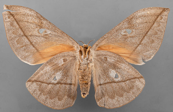 /filer/webapps/moths/media/images/E/erythrotes_Bunaea_STF_MfN_02b.jpg