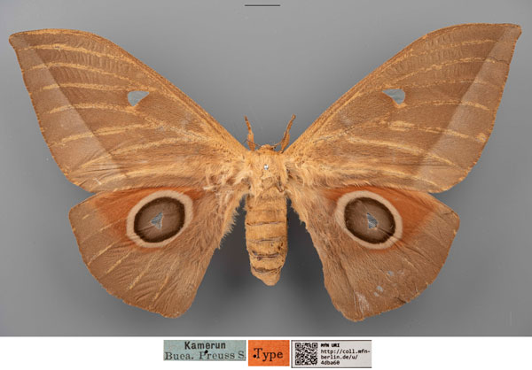 /filer/webapps/moths/media/images/E/erythrotes_Bunaea_STF_MfNa.jpg