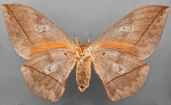 /filer/webapps/moths/media/images/E/erythrotes_Bunaea_STF_MfNb.jpg