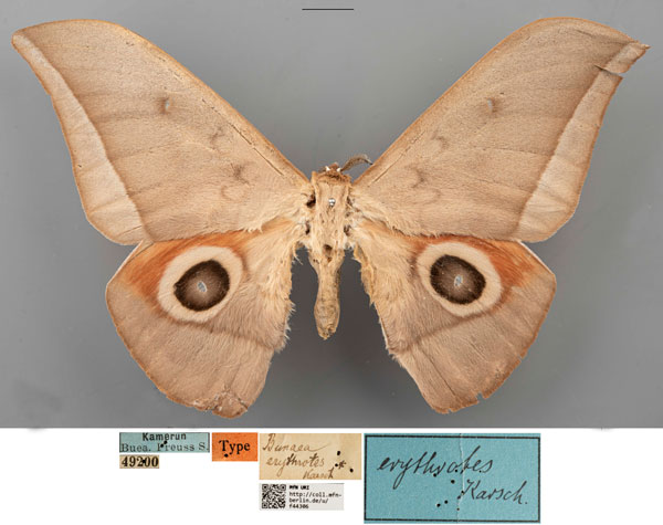 /filer/webapps/moths/media/images/E/erythrotes_Bunaea_STM_MfNa.jpg