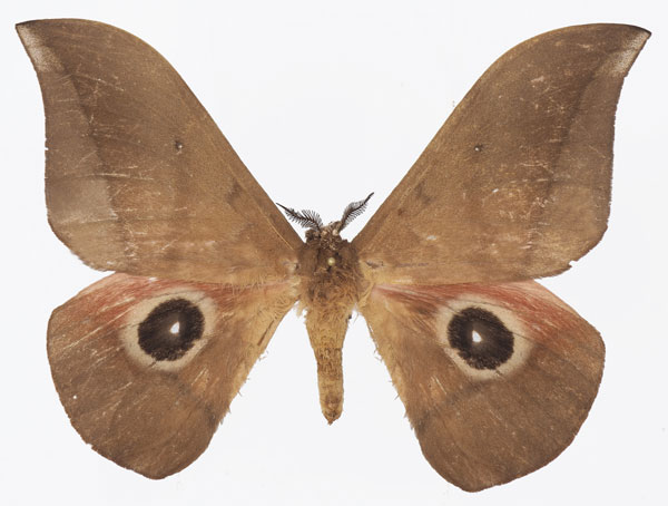 /filer/webapps/moths/media/images/E/erythrotes_Lobobunaea_AM_Basquin_02a.jpg