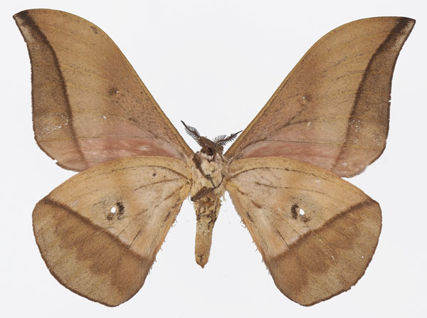 /filer/webapps/moths/media/images/E/erythrotes_Lobobunaea_AM_Basquin_02b.jpg