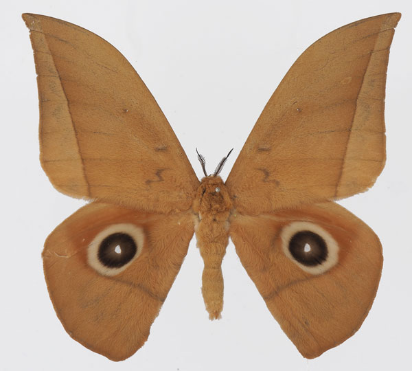 /filer/webapps/moths/media/images/E/erythrotes_Lobobunaea_AM_Basquina.jpg