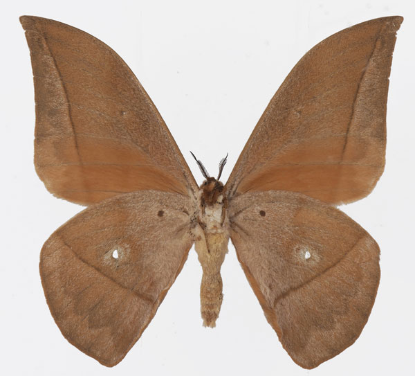 /filer/webapps/moths/media/images/E/erythrotes_Lobobunaea_AM_Basquinb.jpg
