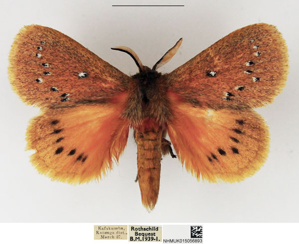 /filer/webapps/moths/media/images/E/erythrura_Laeliopsis_AM_NHMUK_01.jpg