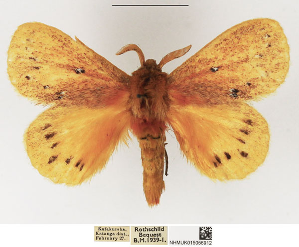 /filer/webapps/moths/media/images/E/erythrura_Laeliopsis_AM_NHMUK_03.jpg