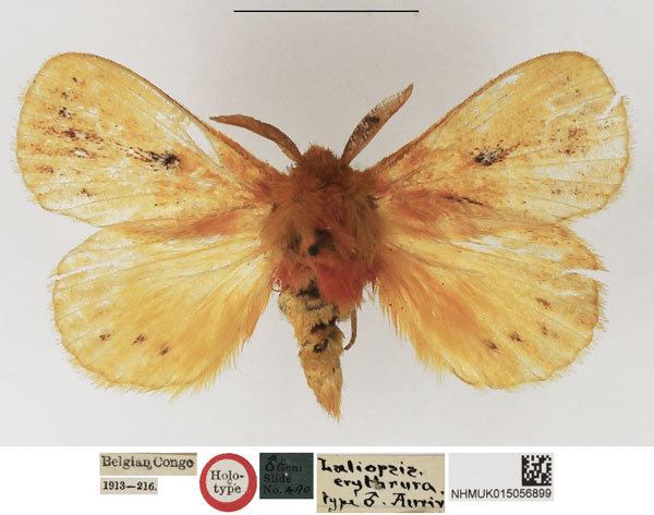 /filer/webapps/moths/media/images/E/erythrura_Laeliopsis_HT_NHMUK.jpg