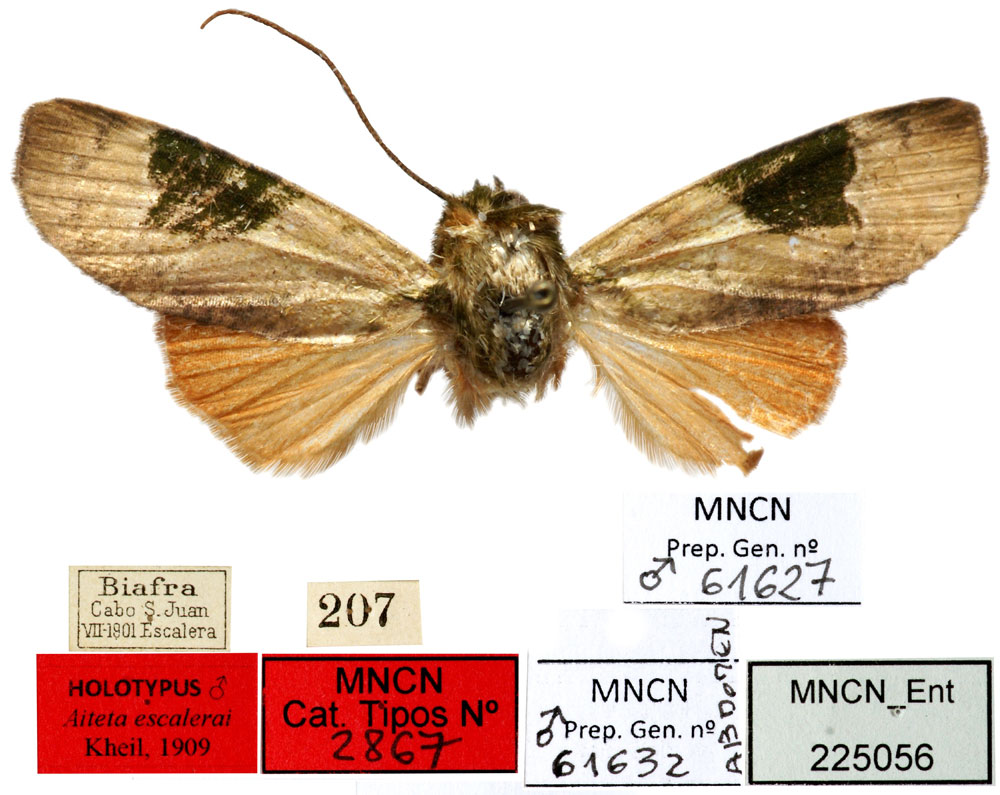 /filer/webapps/moths/media/images/E/escalerai_Aiteta_HT_MNCN.jpg