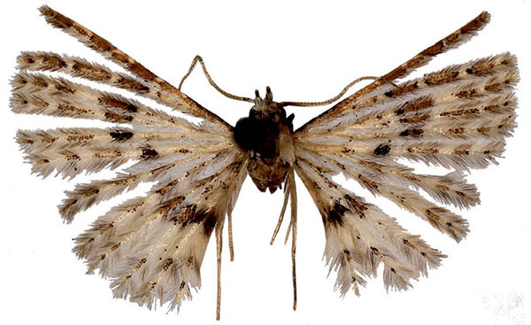 /filer/webapps/moths/media/images/E/escobari_Alucita_HT_ZMJU.jpg