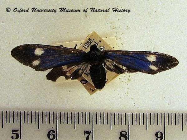 /filer/webapps/moths/media/images/E/esmeralda_Astyloneura_A_OUMNH.jpg