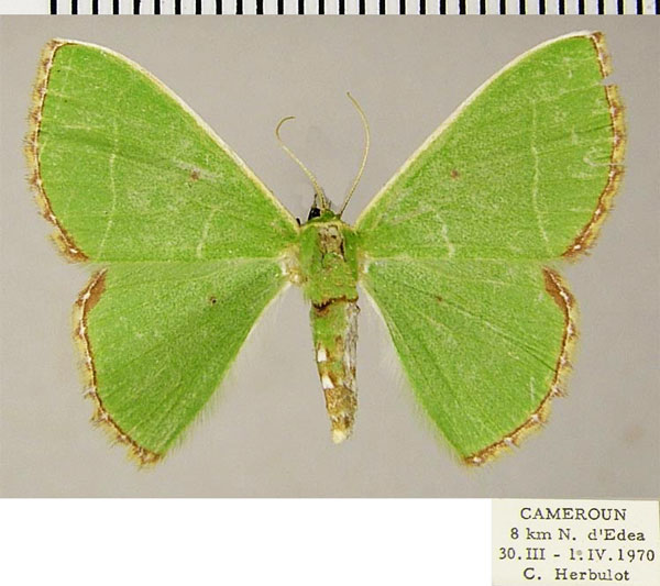/filer/webapps/moths/media/images/E/esmeralda_Comibaena_AF_ZSM.jpg
