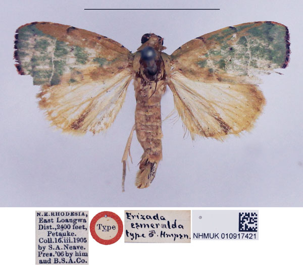 /filer/webapps/moths/media/images/E/esmeralda_Erizada_HT_NHMUK.jpg