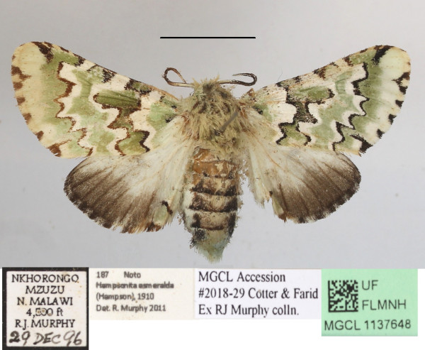 /filer/webapps/moths/media/images/E/esmeralda_Hampsonita_AF_MGCLa_02.JPG