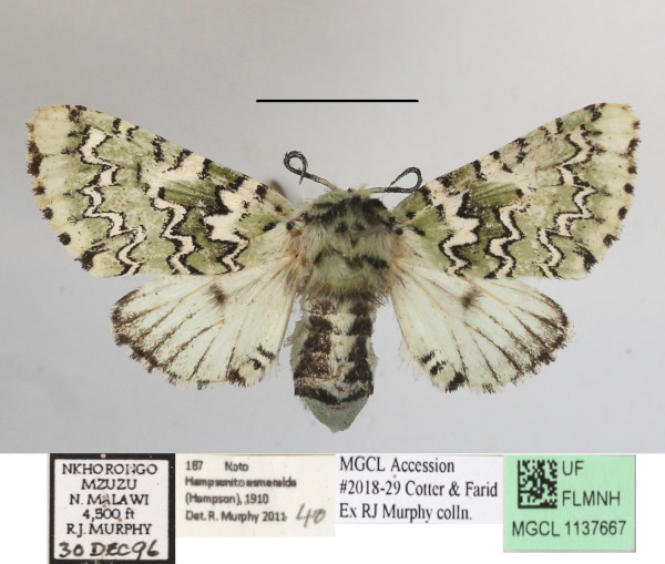 /filer/webapps/moths/media/images/E/esmeralda_Hampsonita_AF_MGCLa_03.JPG
