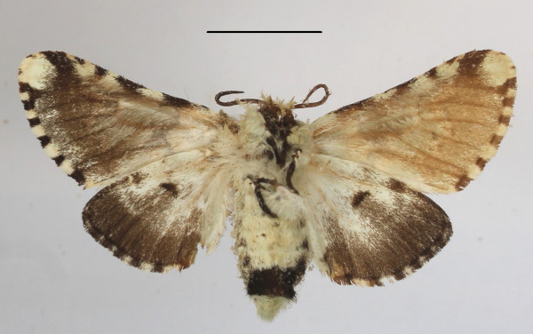 /filer/webapps/moths/media/images/E/esmeralda_Hampsonita_AF_MGCLb_02.JPG
