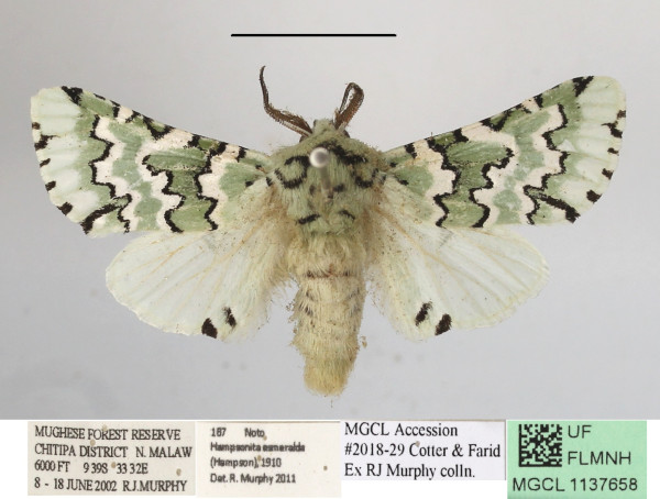 /filer/webapps/moths/media/images/E/esmeralda_Hampsonita_AM_MGCLa_01.JPG