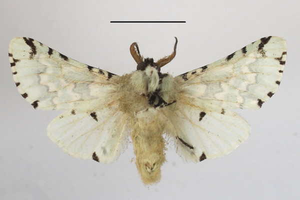 /filer/webapps/moths/media/images/E/esmeralda_Hampsonita_AM_MGCLb_01.JPG