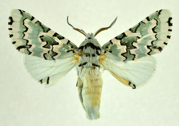 /filer/webapps/moths/media/images/E/esmeralda_Hampsonita_AM_NHMO.jpg