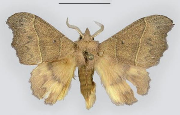 /filer/webapps/moths/media/images/E/esociformae_Hapsimachogonia_HT_MWM.jpg