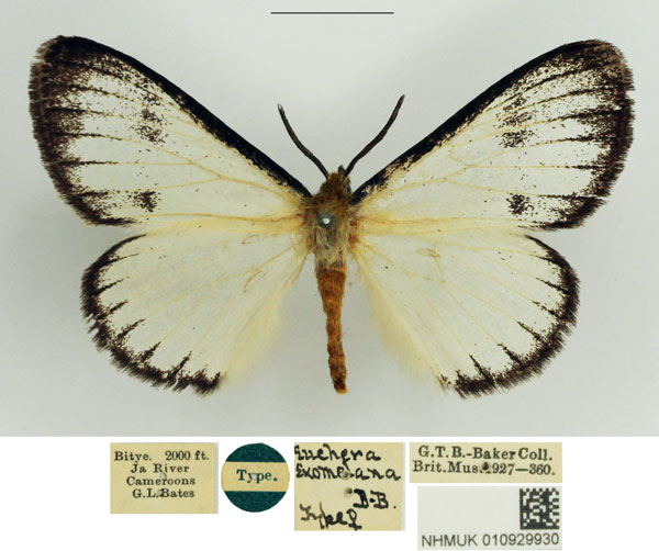 /filer/webapps/moths/media/images/E/esomelana_Euchera_STF_NHMUK.jpg