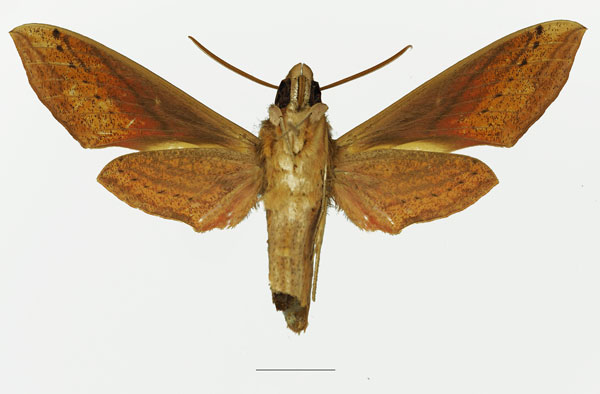 /filer/webapps/moths/media/images/E/eson_Hippotion_AM_Basquin_02b.jpg