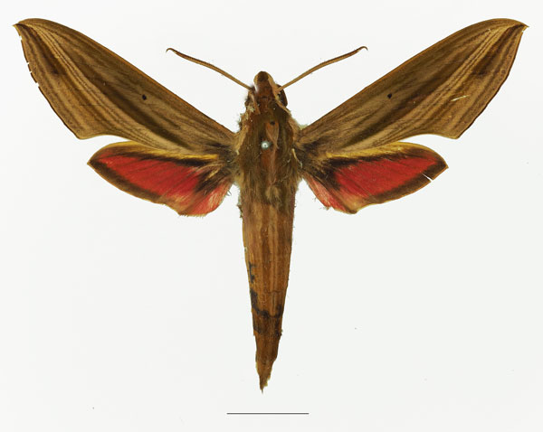 /filer/webapps/moths/media/images/E/eson_Hippotion_AM_Basquin_03a.jpg