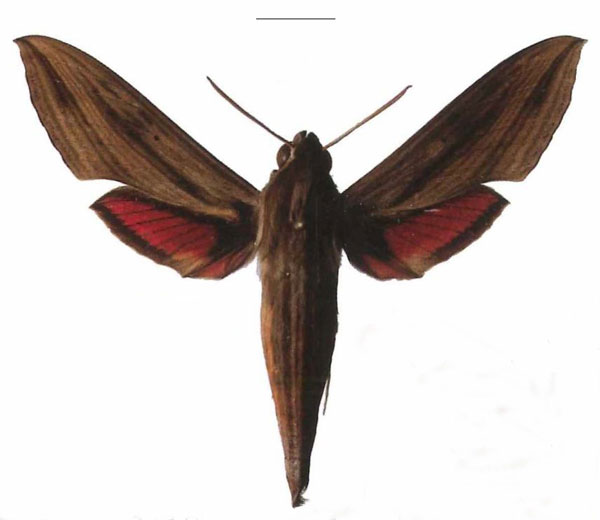 /filer/webapps/moths/media/images/E/eson_Hippotion_AM_EMEM.jpg