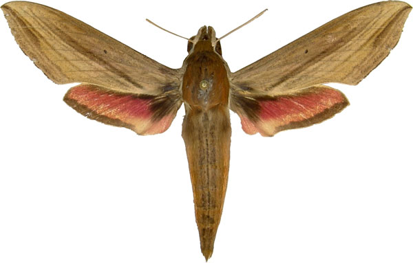 /filer/webapps/moths/media/images/E/eson_Hippotion_AM_MCJM.jpg