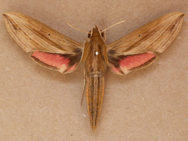 /filer/webapps/moths/media/images/E/eson_Hippotion_A_Butler.jpg