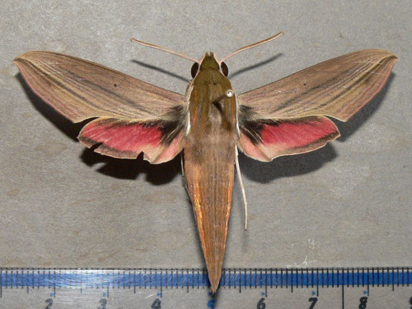 /filer/webapps/moths/media/images/E/eson_Hippotion_A_Goff_02.jpg