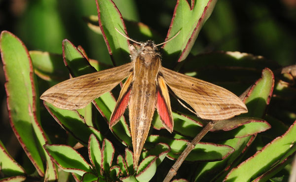 /filer/webapps/moths/media/images/E/eson_Hippotion_A_King.jpg