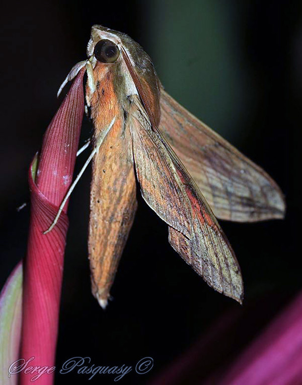/filer/webapps/moths/media/images/E/eson_Hippotion_A_Pasquasy_01.jpg