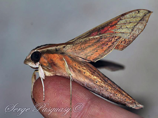 /filer/webapps/moths/media/images/E/eson_Hippotion_A_Pasquasy_02.jpg